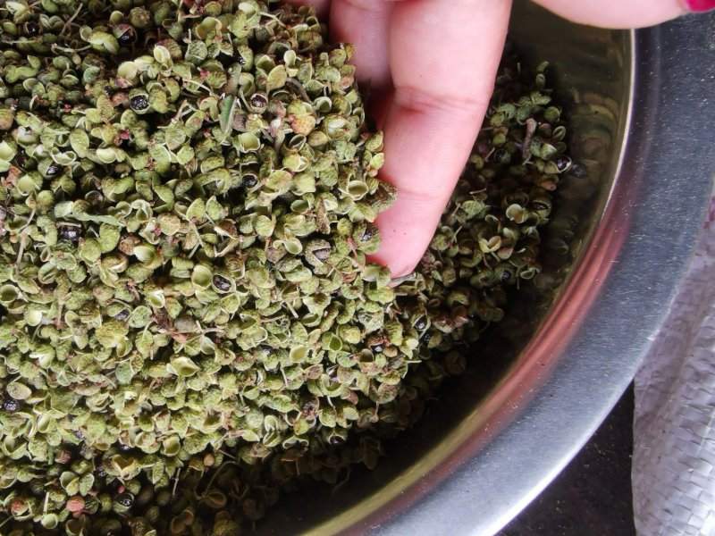 【精品】大红袍花椒自然晒干自产自销保质保量量大从优