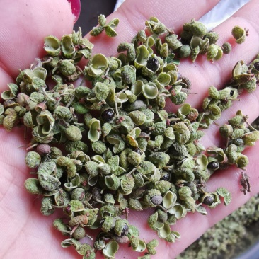 【精品】大红袍花椒自然晒干自产自销保质保量量大从优