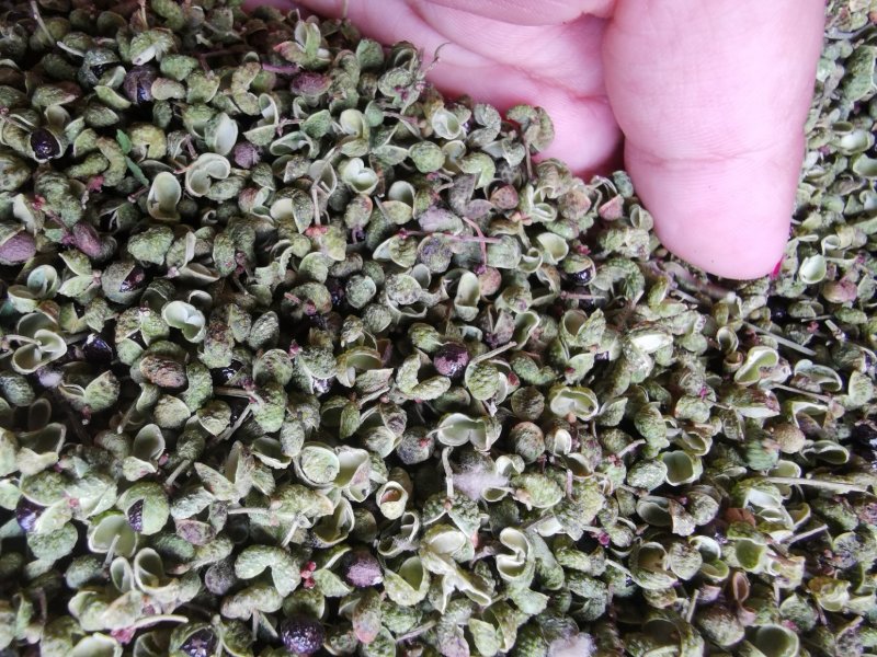 【精品】大红袍花椒自然晒干自产自销保质保量量大从优