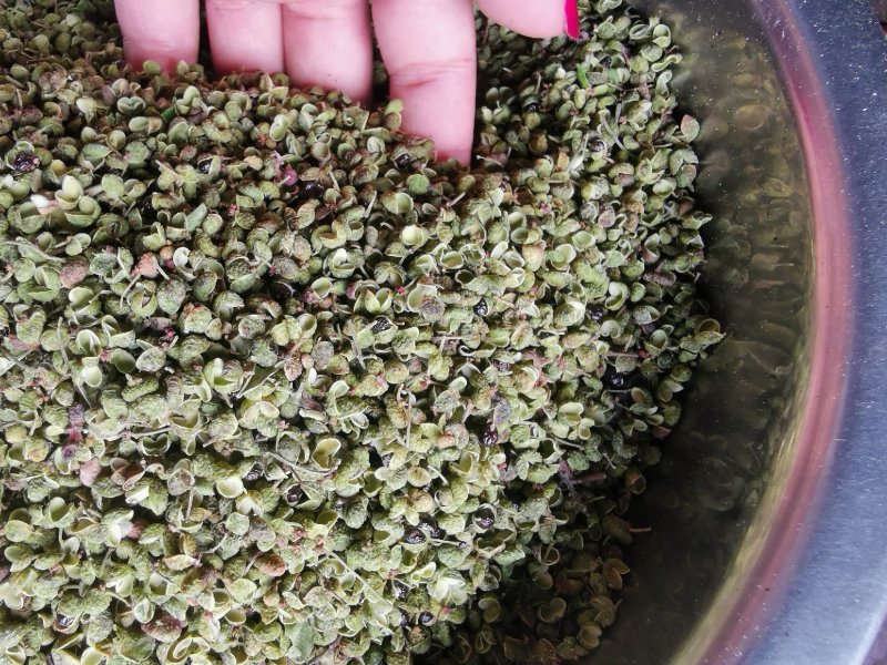 【精品】大红袍花椒自然晒干自产自销保质保量量大从优