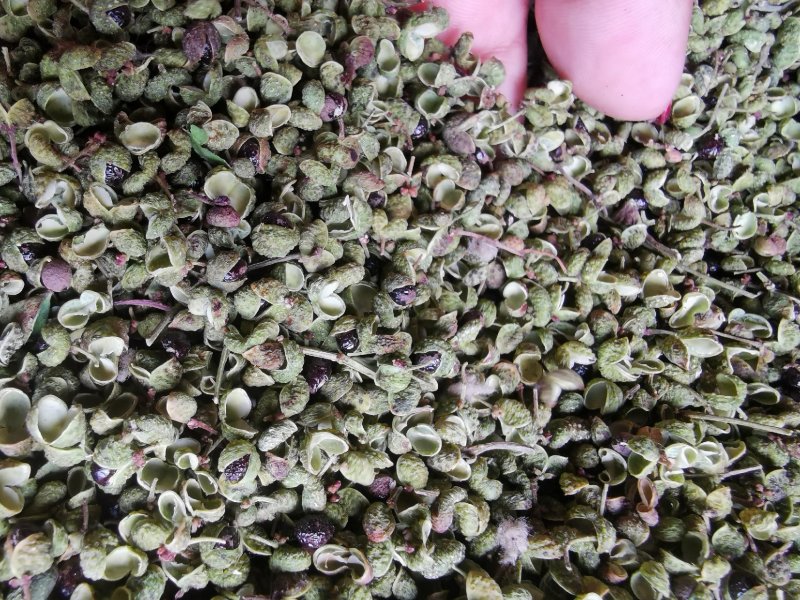 【精品】大红袍花椒自然晒干自产自销保质保量量大从优