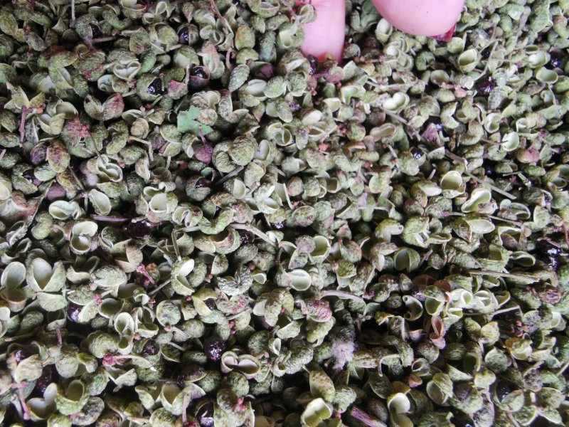 【精品】大红袍花椒自然晒干自产自销保质保量量大从优