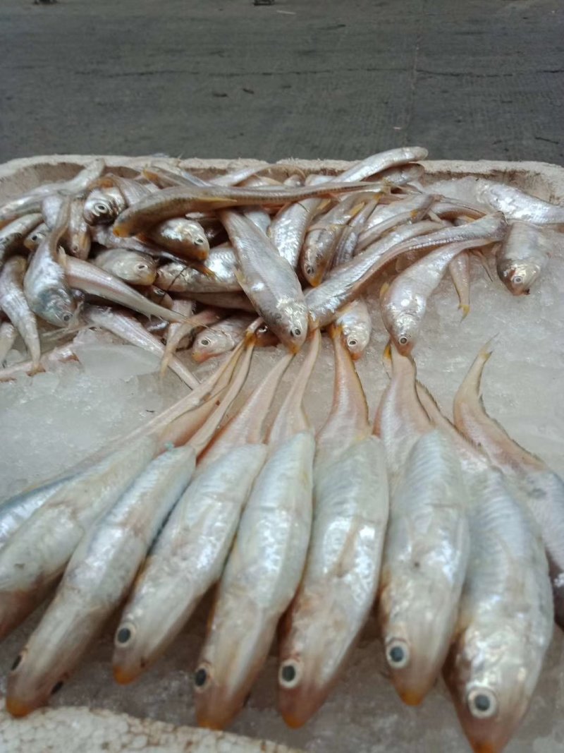 鲥鱼150一斤