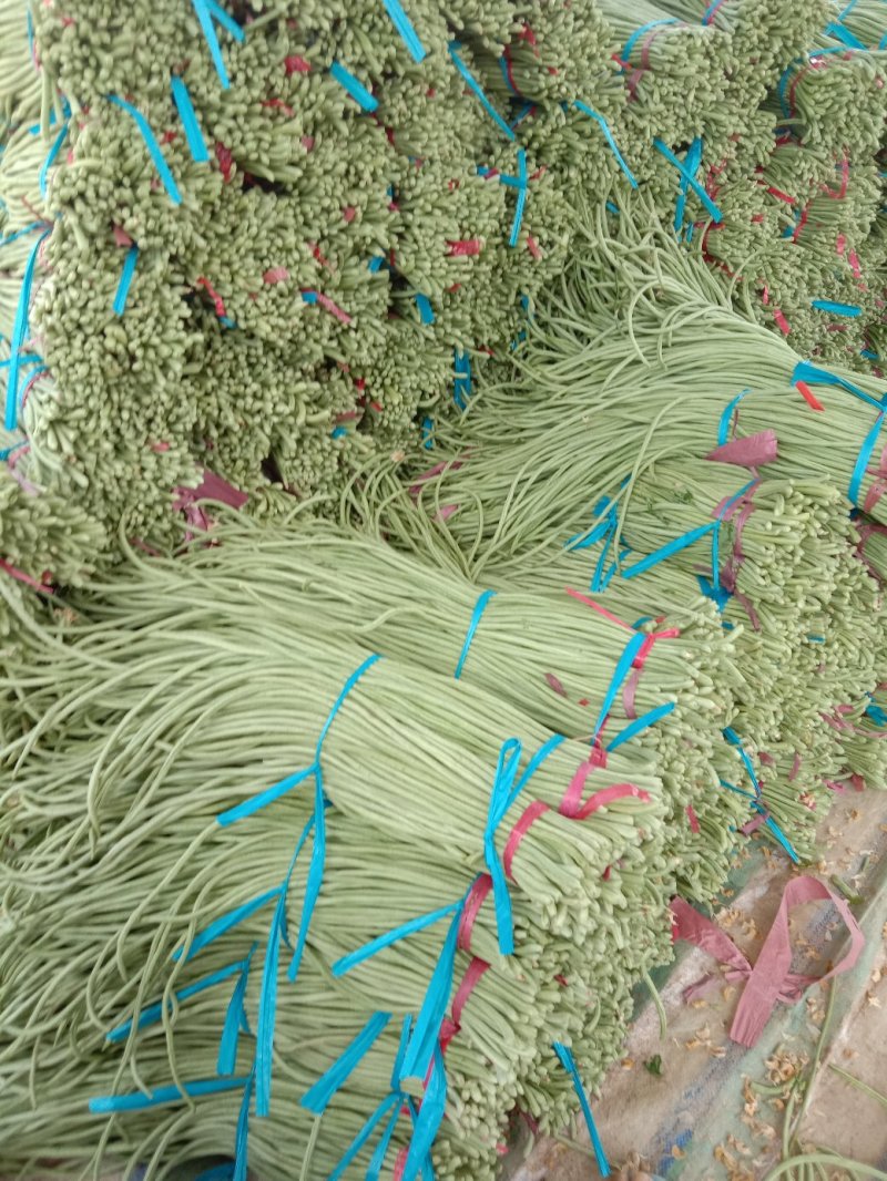 【精选】长豆角70厘米以上大量有货产地直销质优价廉！