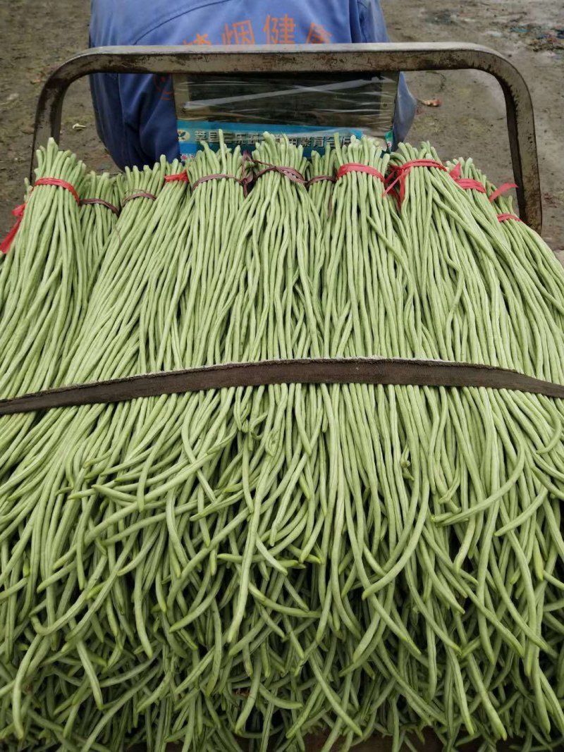 【精选】长豆角70厘米以上大量有货产地直销质优价廉！