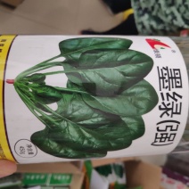 菠菜种子绿领墨绿菠菜种子强长势旺盛产量高耐抽苔性较强
