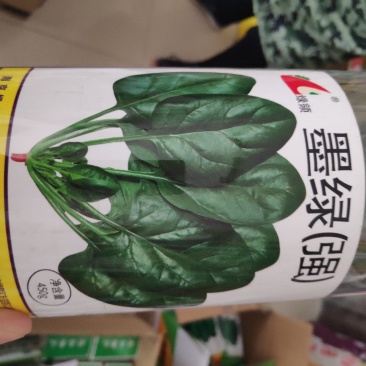 菠菜种子绿领墨绿菠菜种子强长势旺盛产量高耐抽苔性较强