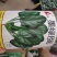 菠菜种子绿领墨绿菠菜种子强长势旺盛产量高耐抽苔性较强