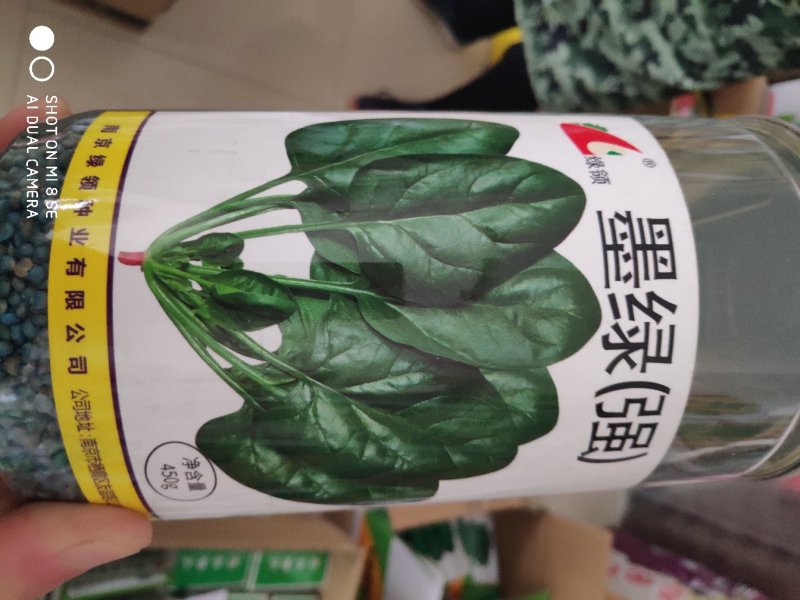 菠菜种子绿领墨绿菠菜种子强长势旺盛产量高耐抽苔性较强