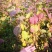 红瑞木，红红的枝条