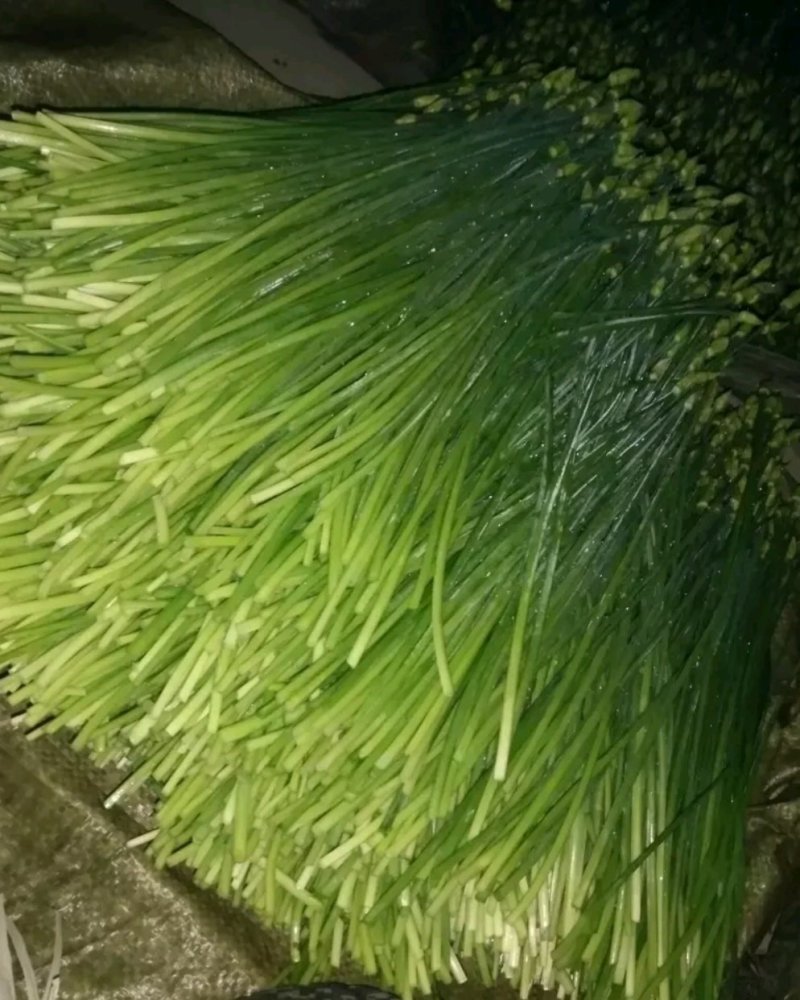 本地韭菜韭苔直供诚寻合作质量有保证价格真实