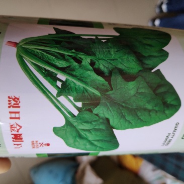 菠菜种子耐热能力出众耐抽苔能力强适应性广