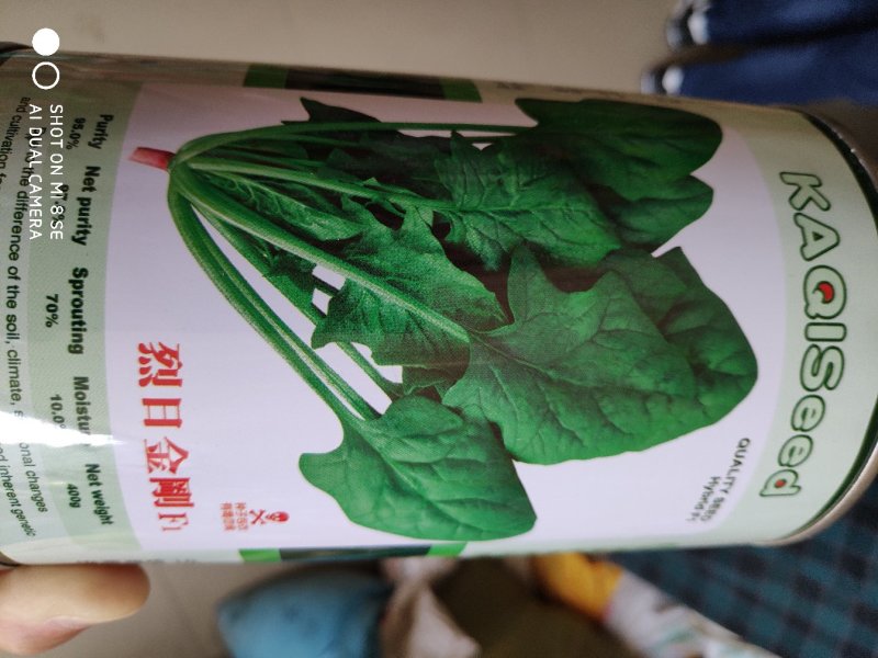 菠菜种子耐热能力出众耐抽苔能力强适应性广