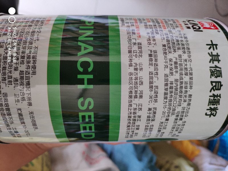 菠菜种子耐热能力出众耐抽苔能力强适应性广