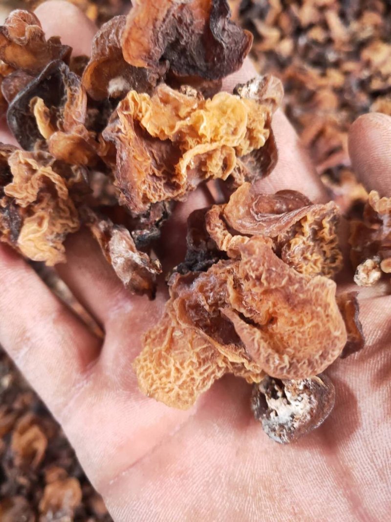 羊肚耳，沙耳，食用菌干货