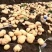 辽宁凌海荷兰土豆7.15和806大量上市