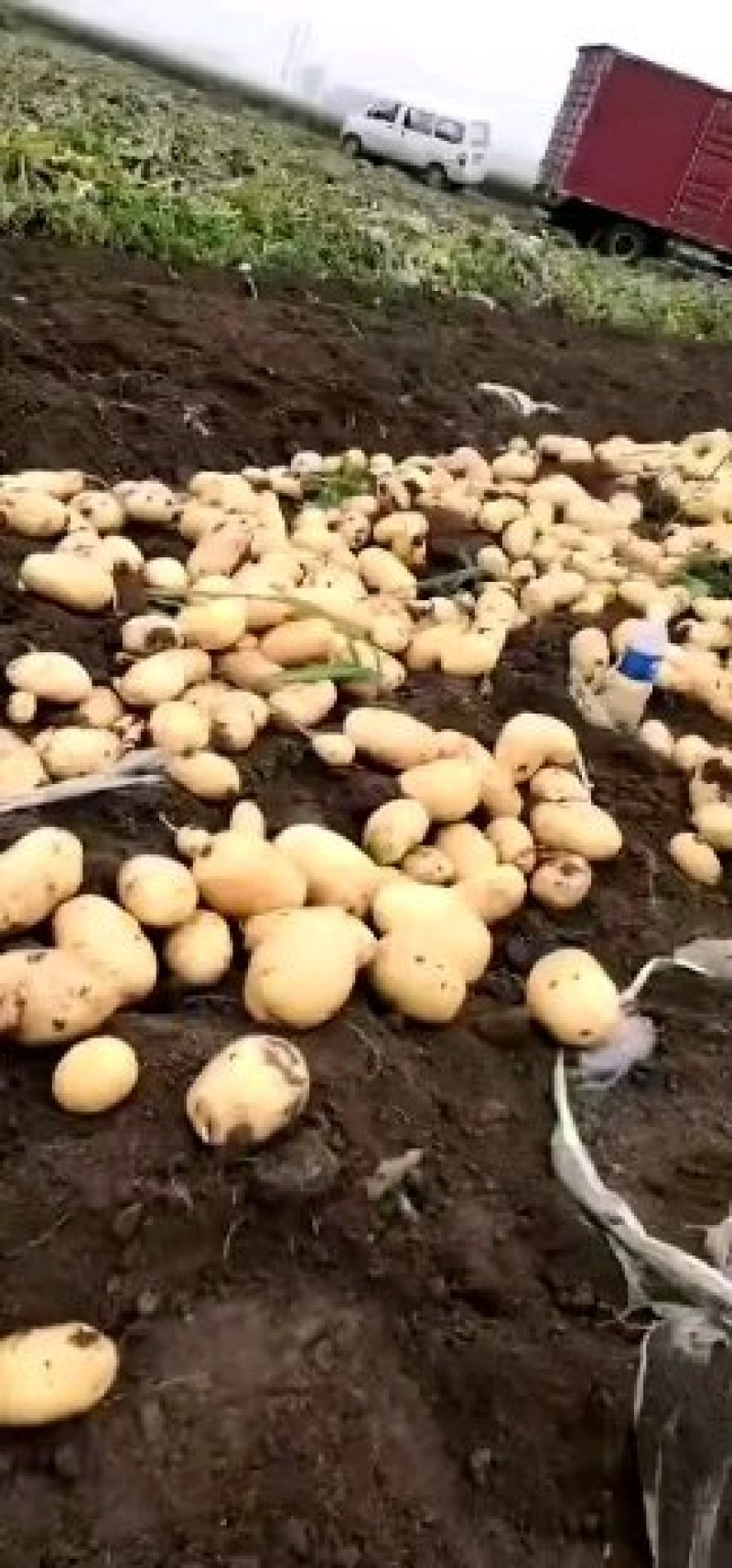 辽宁凌海荷兰土豆7.15和806大量上市