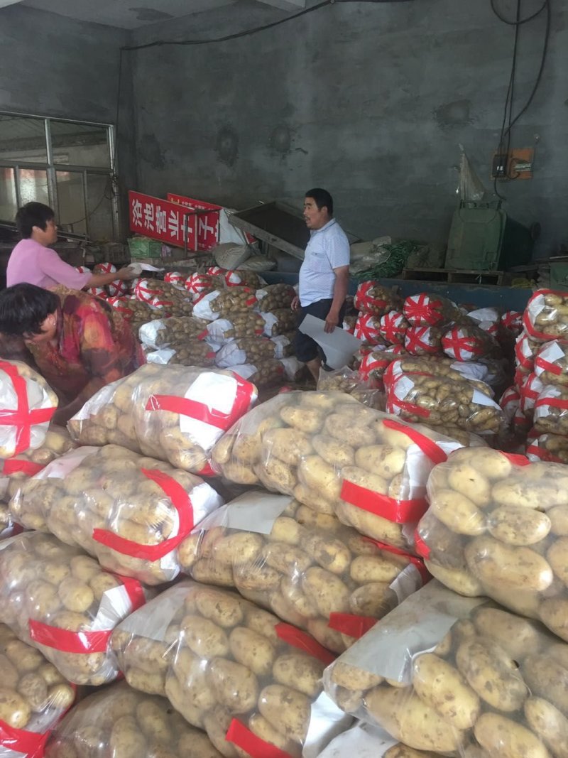 辽宁凌海荷兰土豆7.15和806大量上市