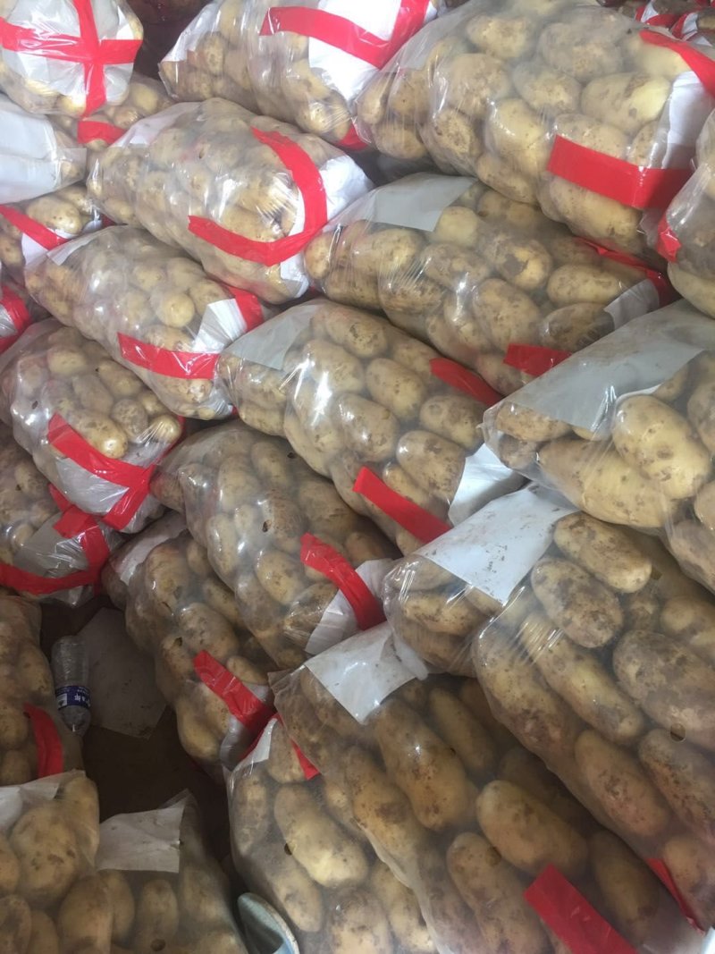 辽宁凌海荷兰土豆7.15和806大量上市
