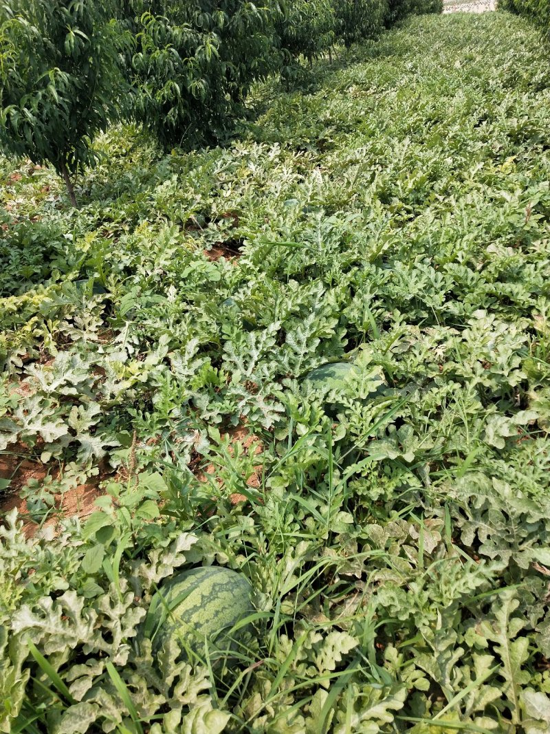 新泰市大西瓜上市，口感沙甜。
