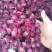 低温烘焙无硫平阴玫瑰花冠通货