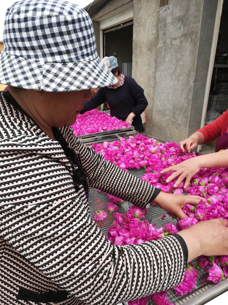 低温烘焙无硫平阴玫瑰花冠通货
