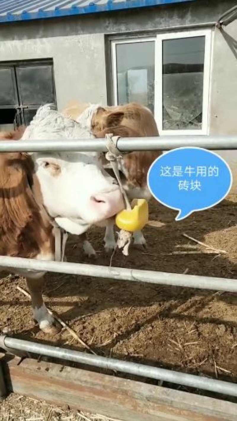 健蓄牛羊舔砖发内蒙古品种多价格不一致根据客户需求订做含量