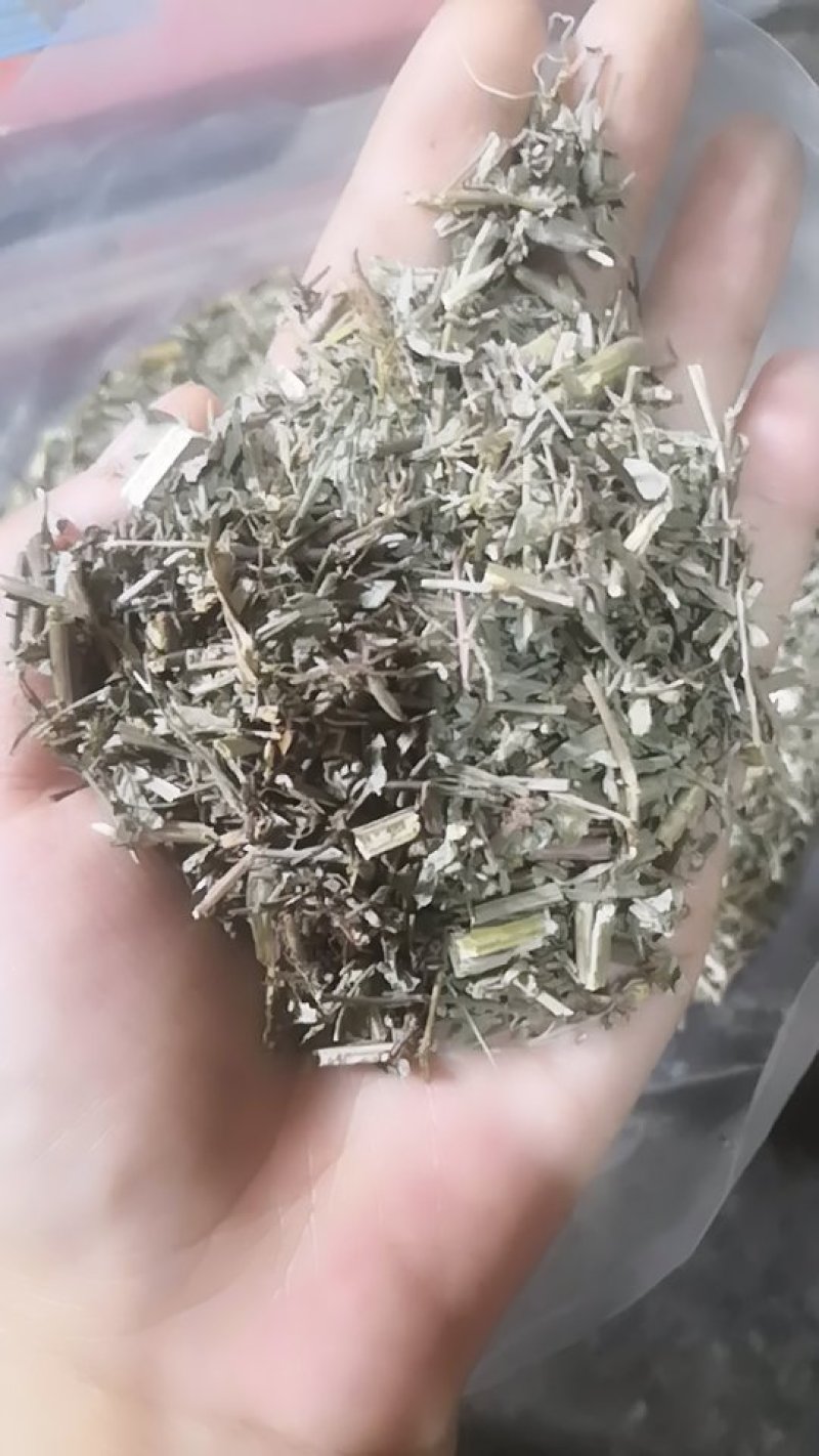 叶下珠不包邮