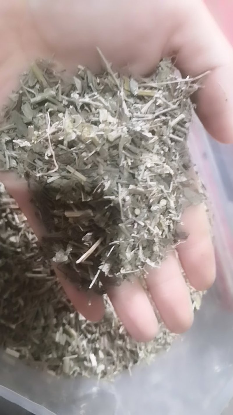 叶下珠不包邮