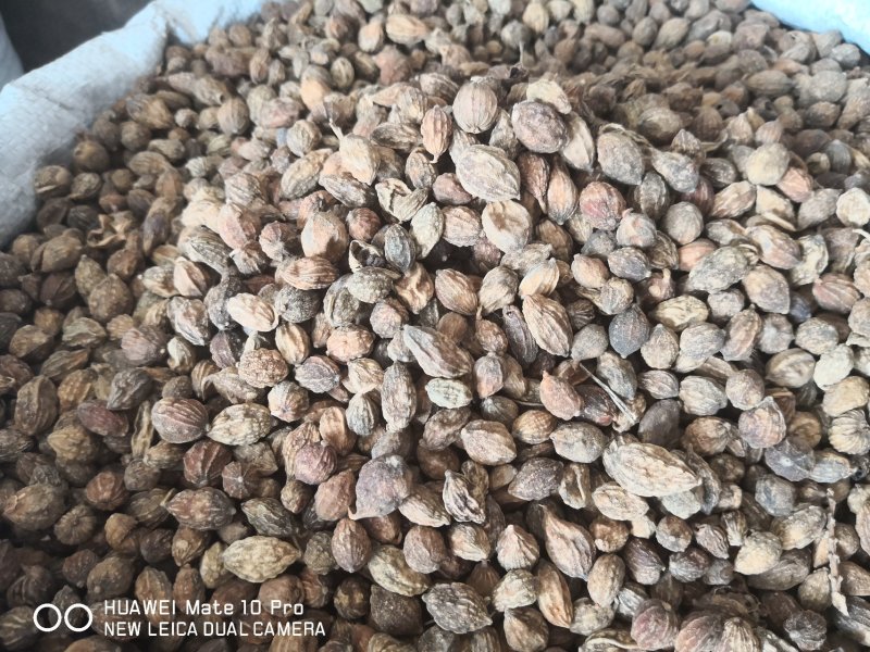 益智仁海南选货药食同源2斤起包邮量大从优
