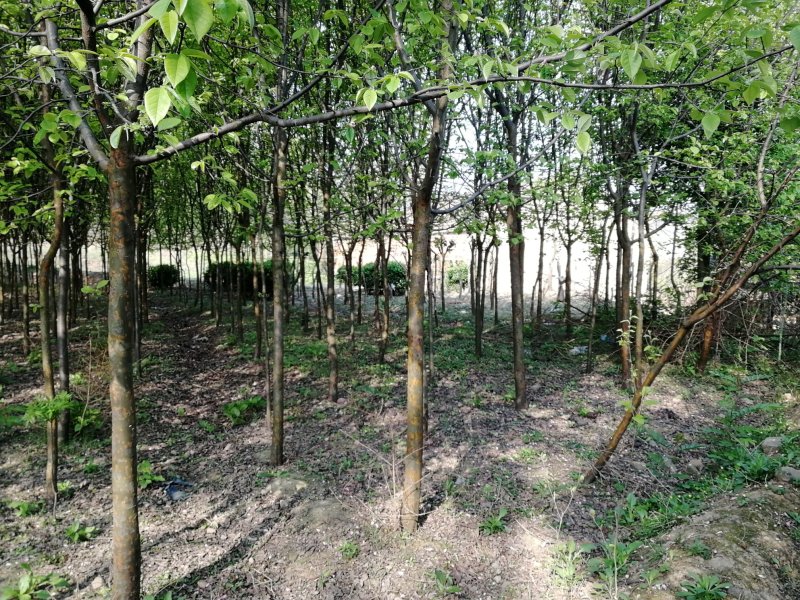 木瓜树，米径5-8公分