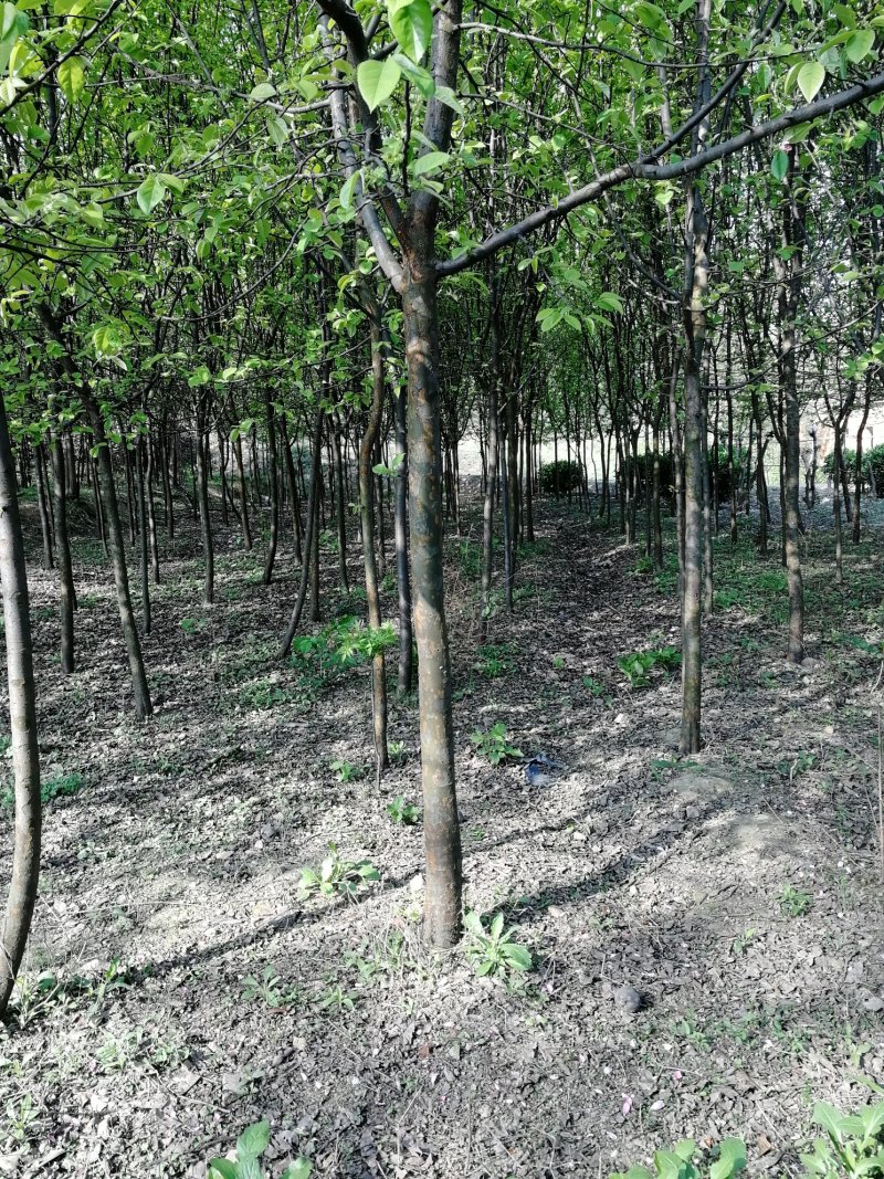 木瓜树，米径5-8公分