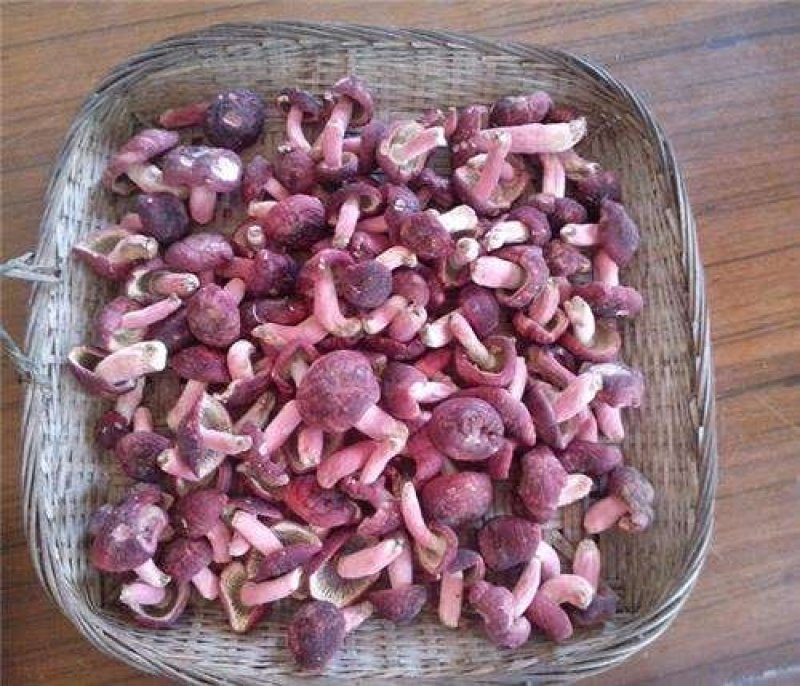 红椎菌