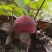 红椎菌