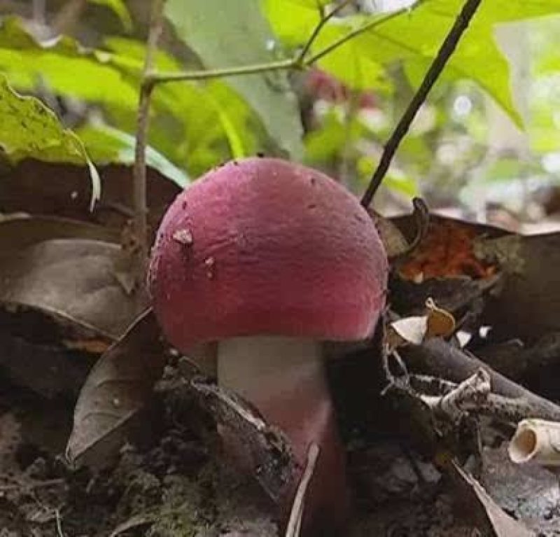 红椎菌