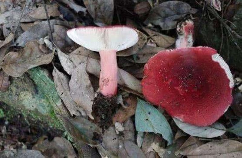 红椎菌