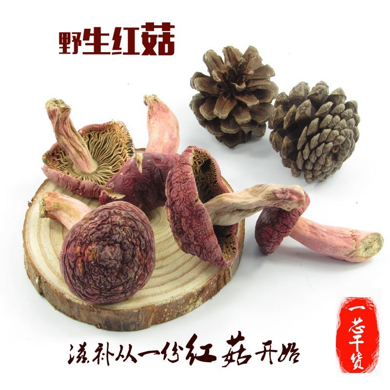 红椎菌