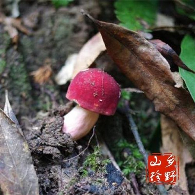 红椎菌