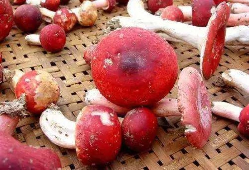 红椎菌
