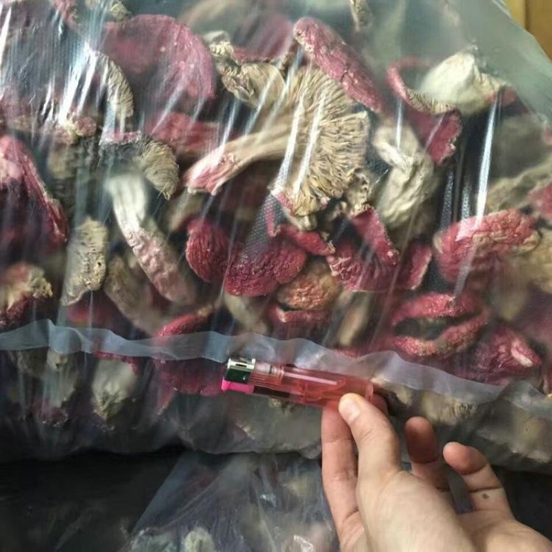 红椎菌