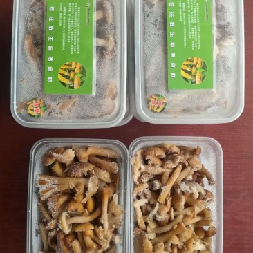 东北榛蘑，速冻榛蘑，质量好