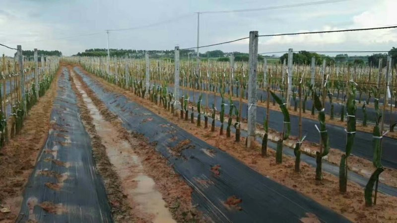 除草布