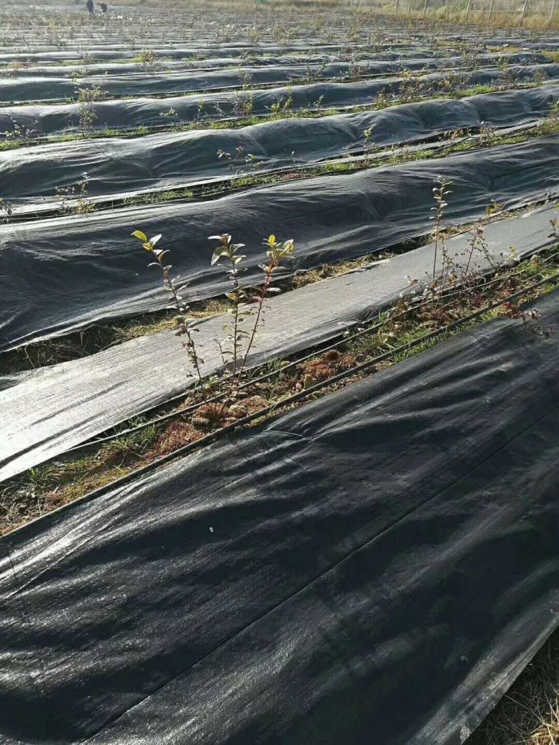 除草布