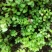 四川省广安市岳池县鲜货垂盆草药用