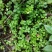 四川省广安市岳池县鲜货垂盆草药用