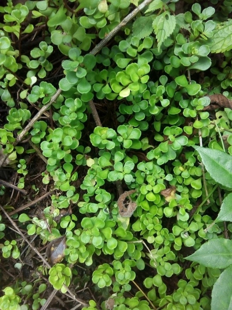 四川省广安市岳池县鲜货垂盆草药用