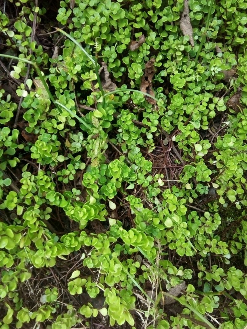 四川省广安市岳池县鲜货垂盆草药用
