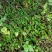四川省广安市岳池县鲜货垂盆草药用