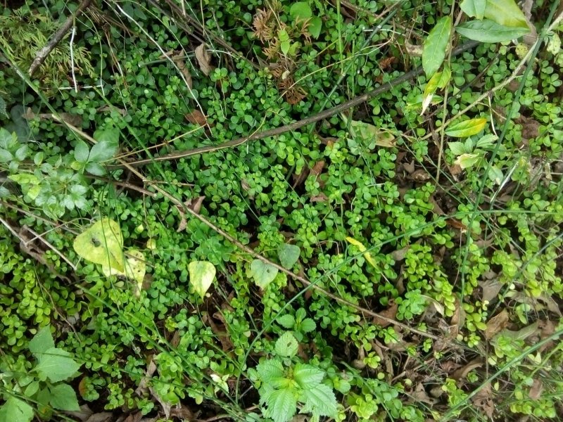 四川省广安市岳池县鲜货垂盆草药用