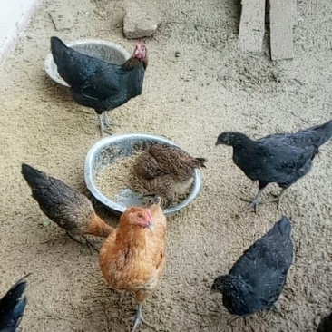 农家土鸡，生长期8一10个月肉质好，良心鸡。
